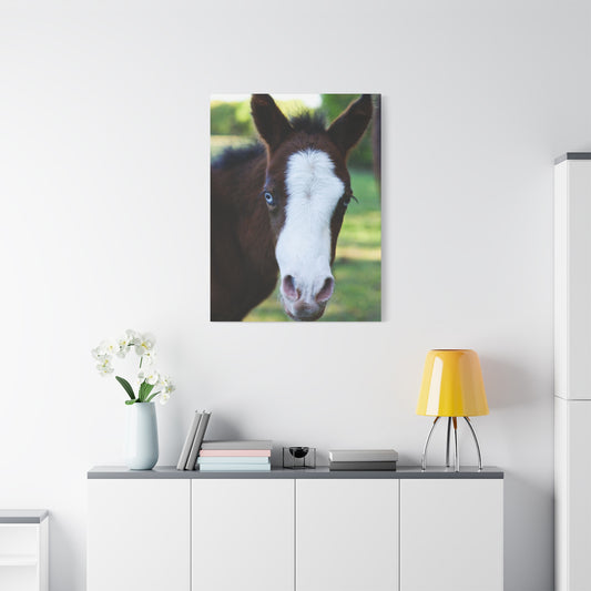 Foal Portrait Canvas Print
