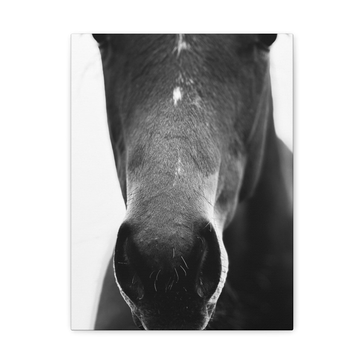 Black & White Horse Nose Matte Canvas Print — Stretched Wall Art for Equestrian Lovers