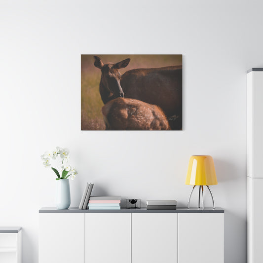 Elk Cow & Calf Matte Canvas Print — Rustic Wildlife Nature Wall Art