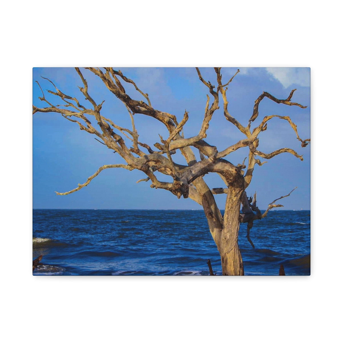 Driftwood Tree Beach Canvas Wall Art — Coastal Ocean Photography