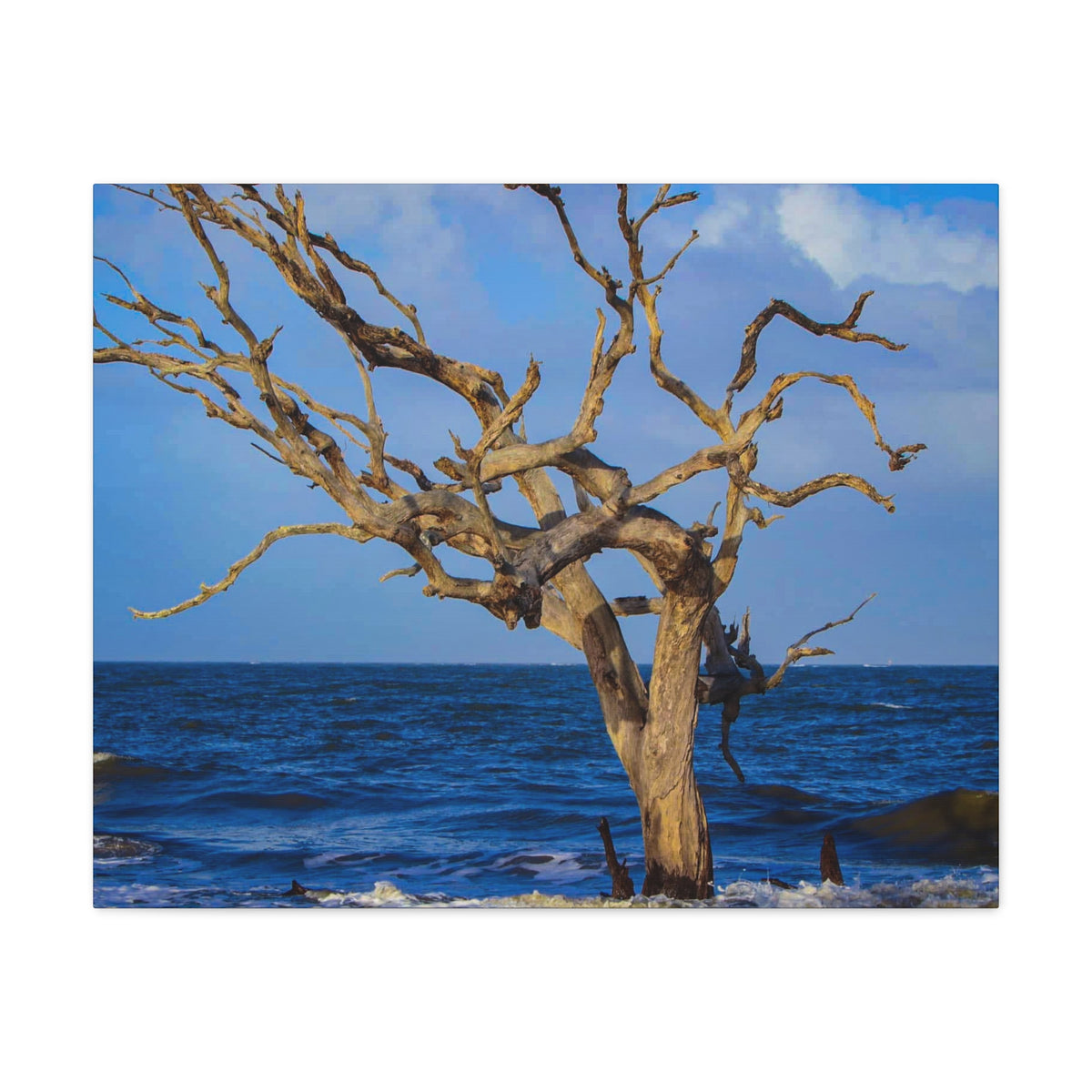 Driftwood Tree Beach Canvas Wall Art — Coastal Ocean Photography