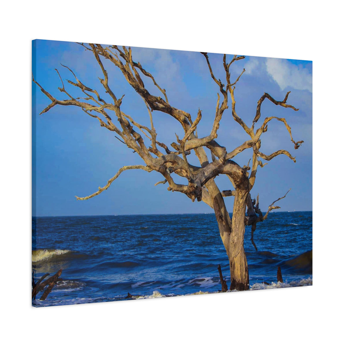 Driftwood Tree Beach Canvas Wall Art — Coastal Ocean Photography