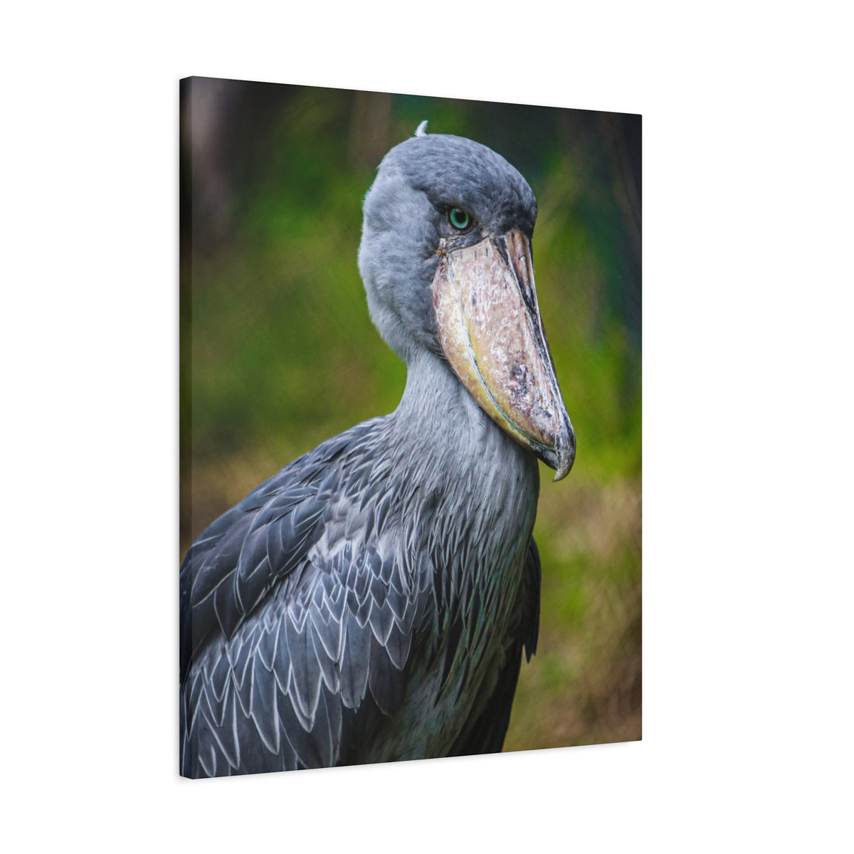 Shoebill Stork Canvas Print — Matte Stretched Bird Portrait