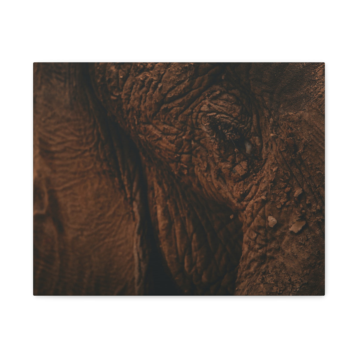 Elephant Skin Close-Up Matte Canvas Wall Art