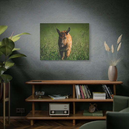 Elk Calf Meadow Matte Stretched Canvas — Wildlife Nursery Wall Art