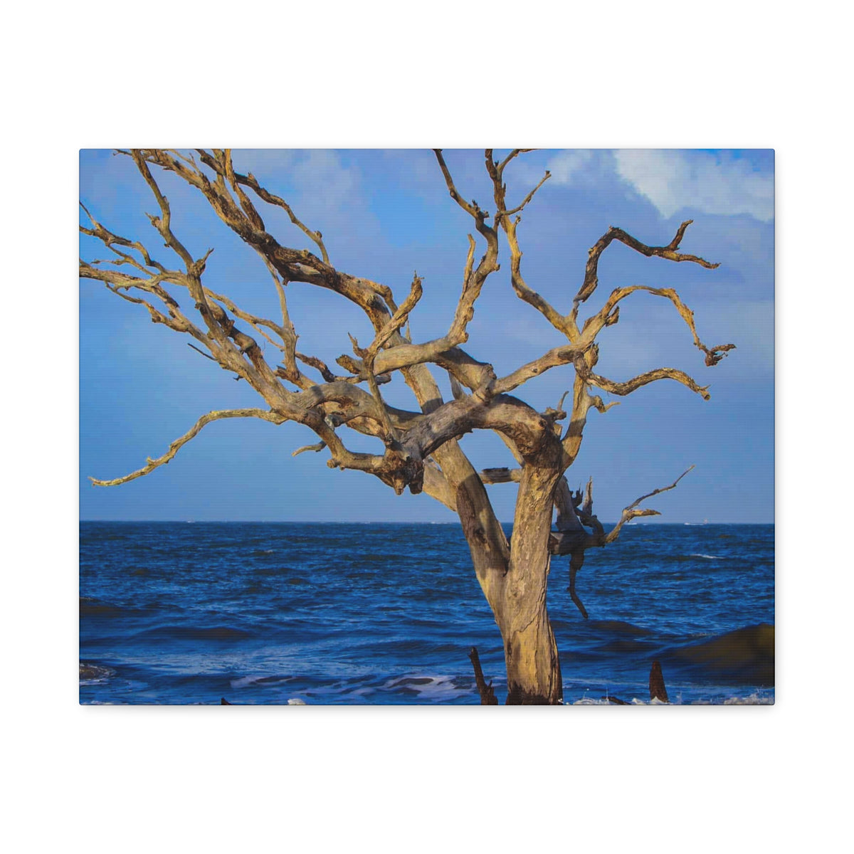 Driftwood Tree Beach Canvas Wall Art — Coastal Ocean Photography