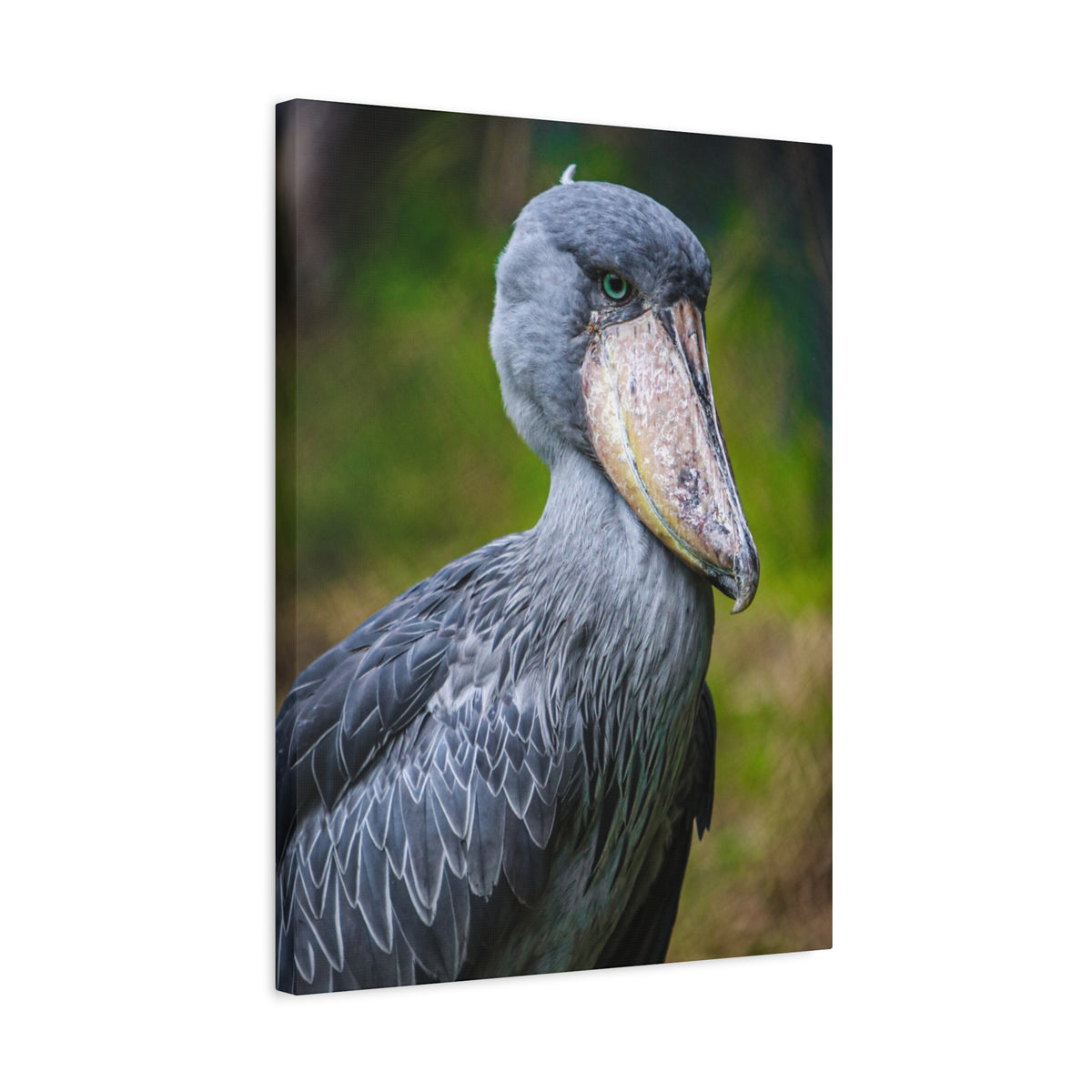 Shoebill Stork Canvas Print — Matte Stretched Bird Portrait