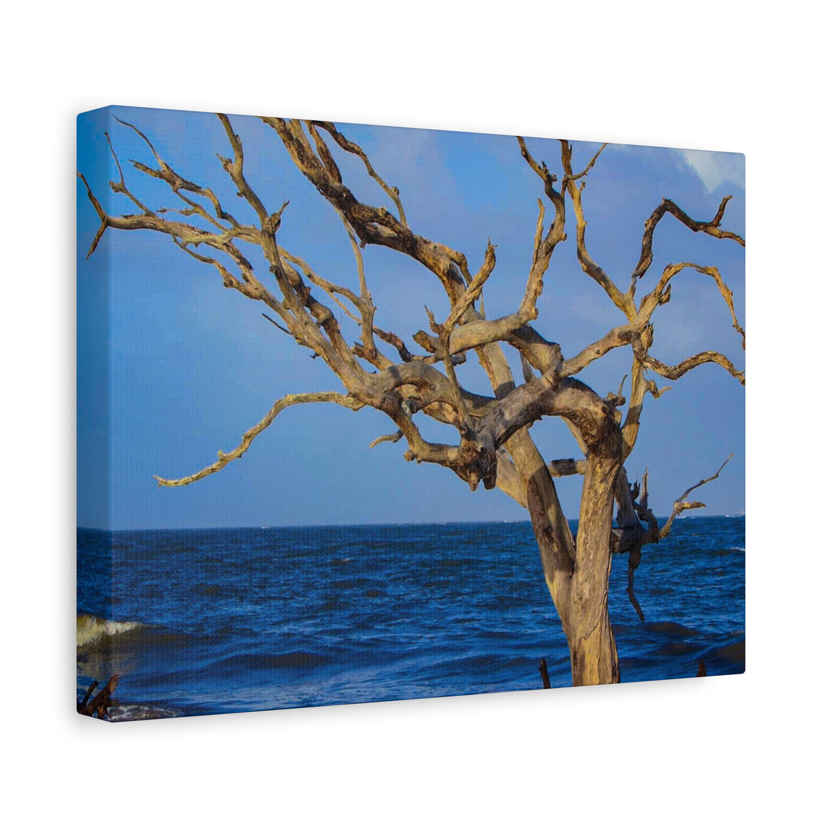 Driftwood Tree Beach Canvas Wall Art — Coastal Ocean Photography