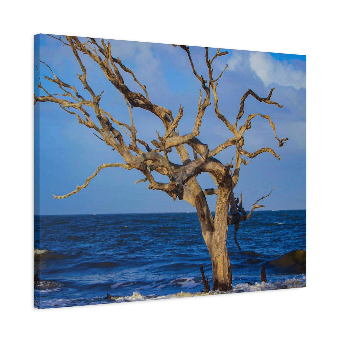 Driftwood Tree Beach Canvas Wall Art — Coastal Ocean Photography