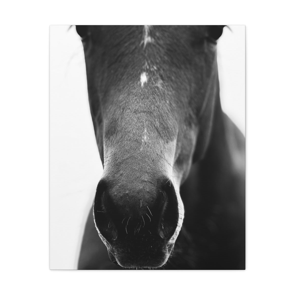 Black & White Horse Nose Matte Canvas Print — Stretched Wall Art for Equestrian Lovers