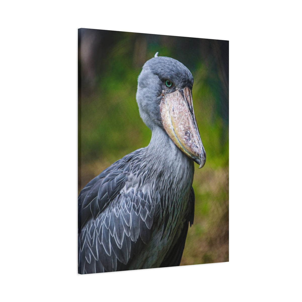 Shoebill Stork Canvas Print — Matte Stretched Bird Portrait
