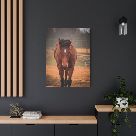 Bay Filly Matte Canvas Print — Stretched 1.25" Equine Wall Art