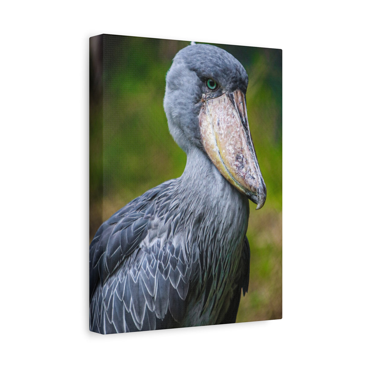 Shoebill Stork Canvas Print — Matte Stretched Bird Portrait