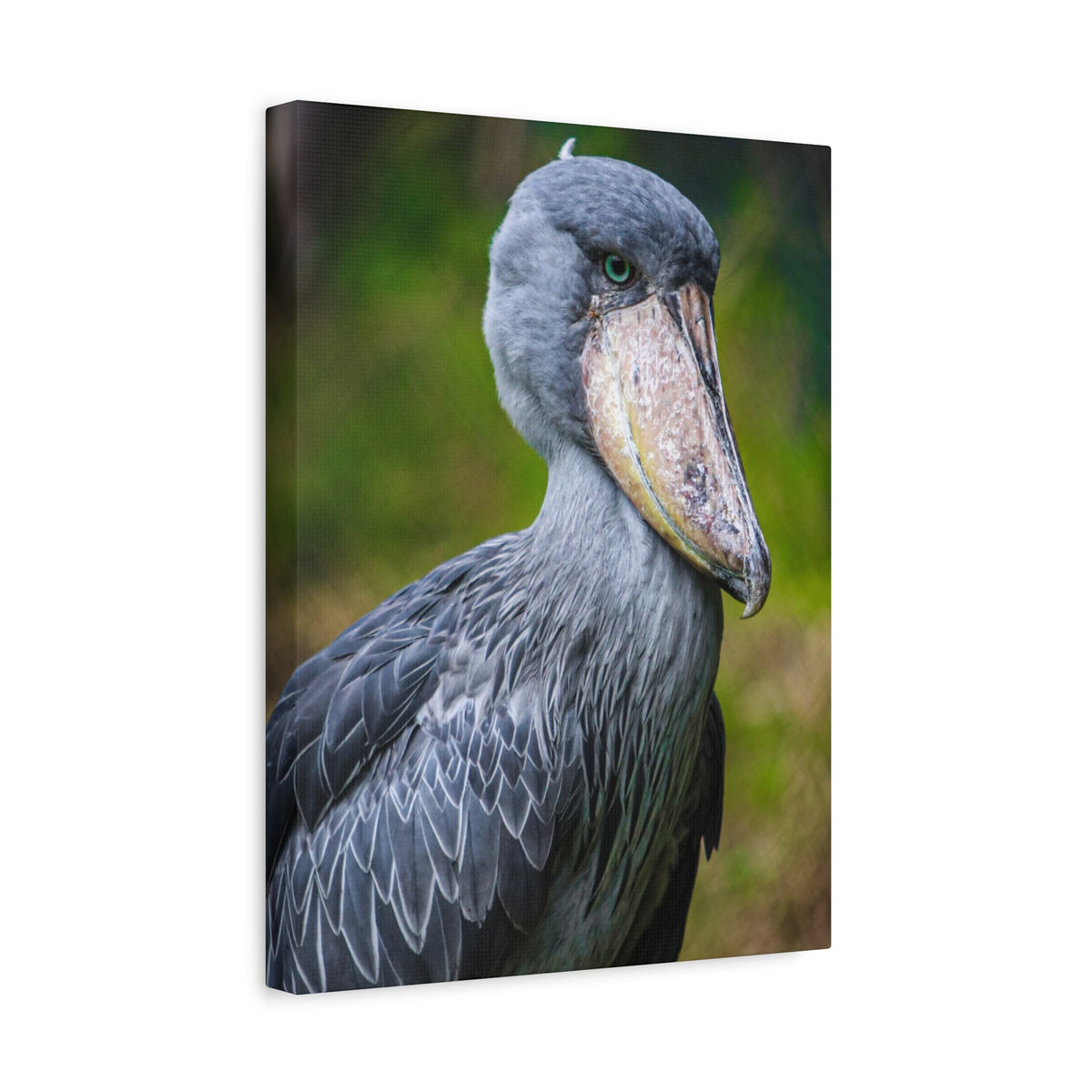 Shoebill Stork Canvas Print — Matte Stretched Bird Portrait