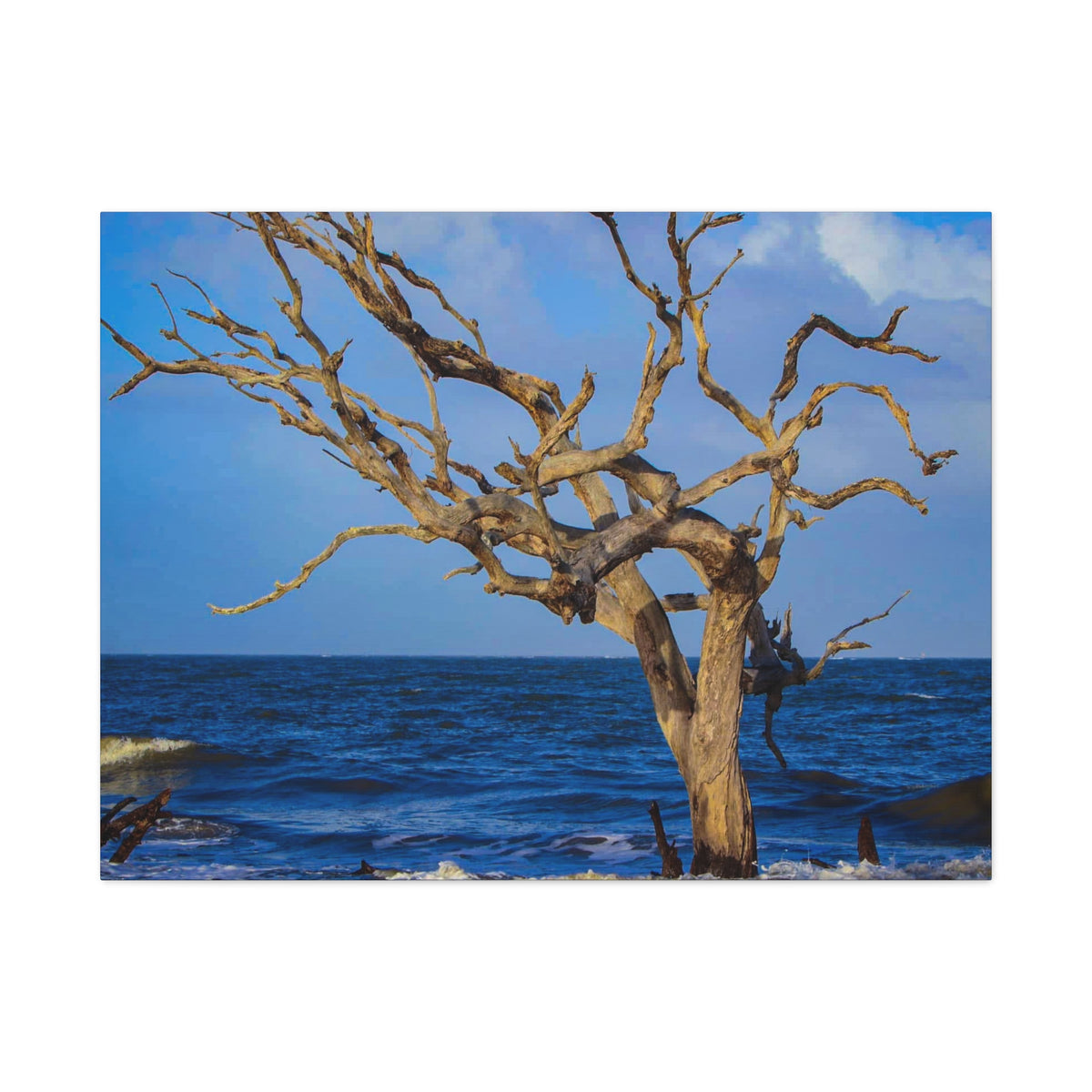 Driftwood Tree Beach Canvas Wall Art — Coastal Ocean Photography