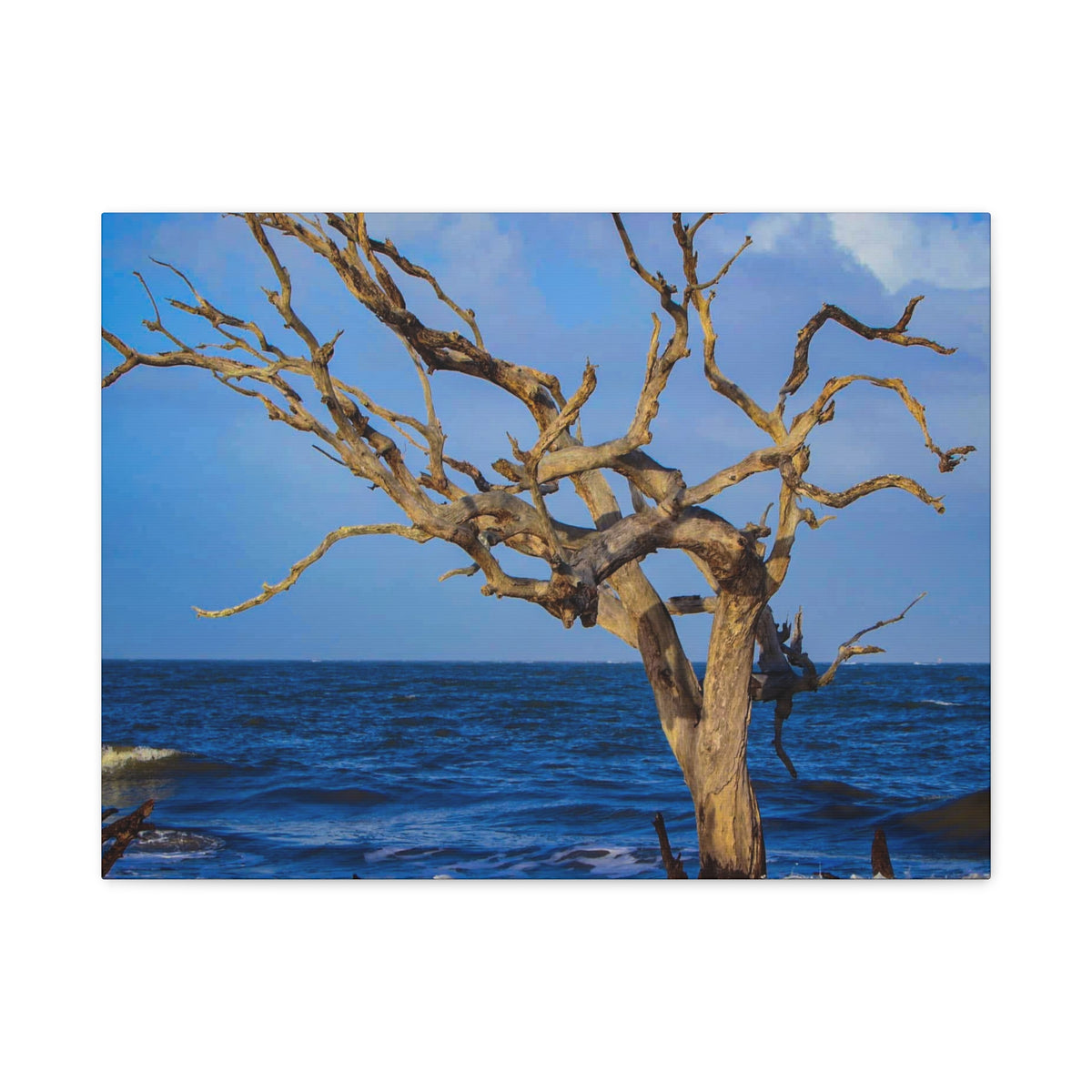 Driftwood Tree Beach Canvas Wall Art — Coastal Ocean Photography