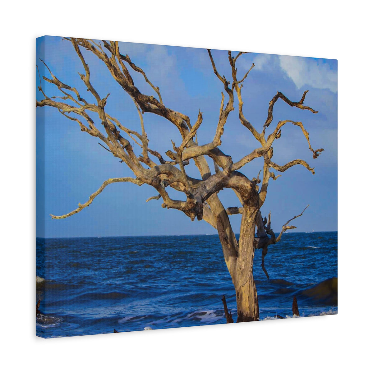 Driftwood Tree Beach Canvas Wall Art — Coastal Ocean Photography