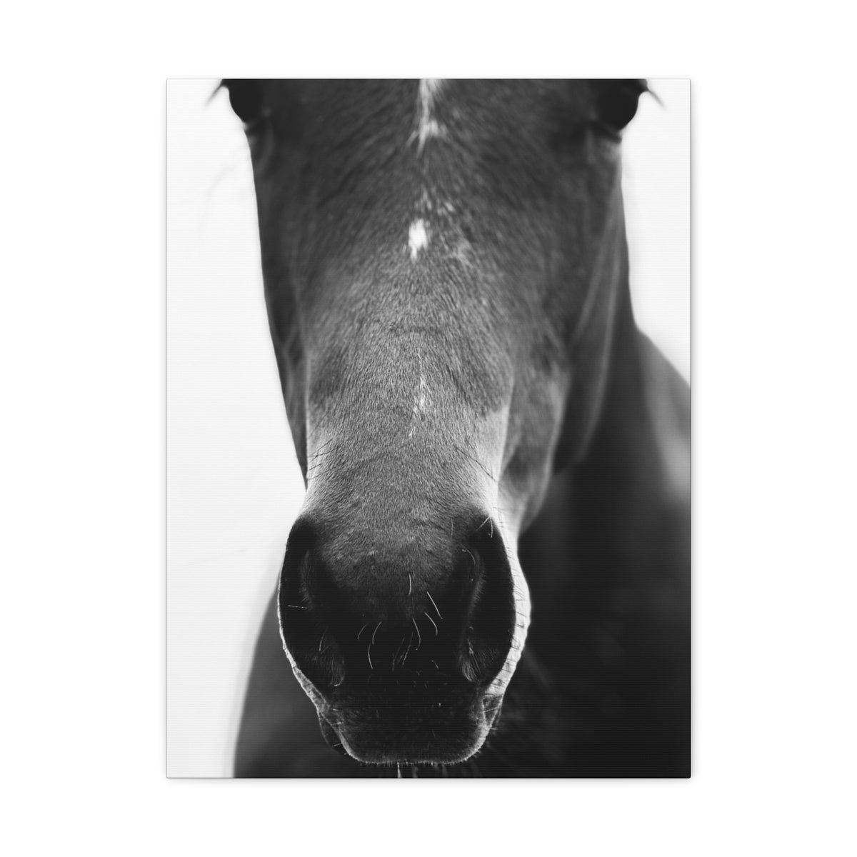 Black & White Horse Nose Matte Canvas Print — Stretched Wall Art for Equestrian Lovers