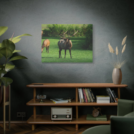 Elk in Meadow Canvas Wall Art — Stretched Matte Nature Print