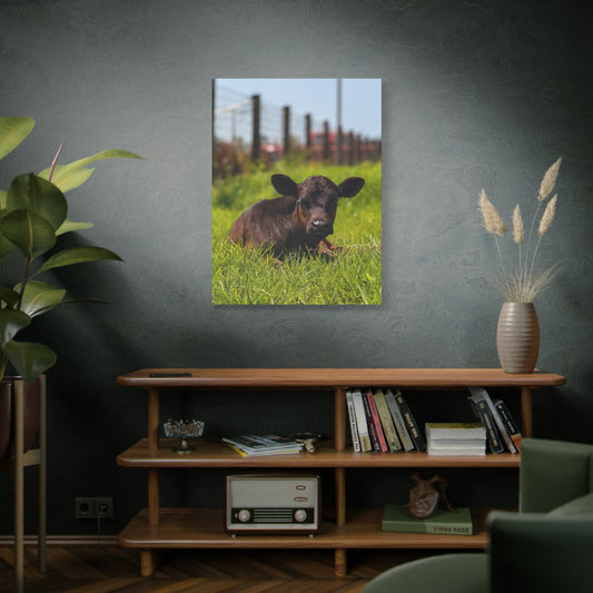 Calf Photography Canvas Print – Rustic Farm Animal Wall Art