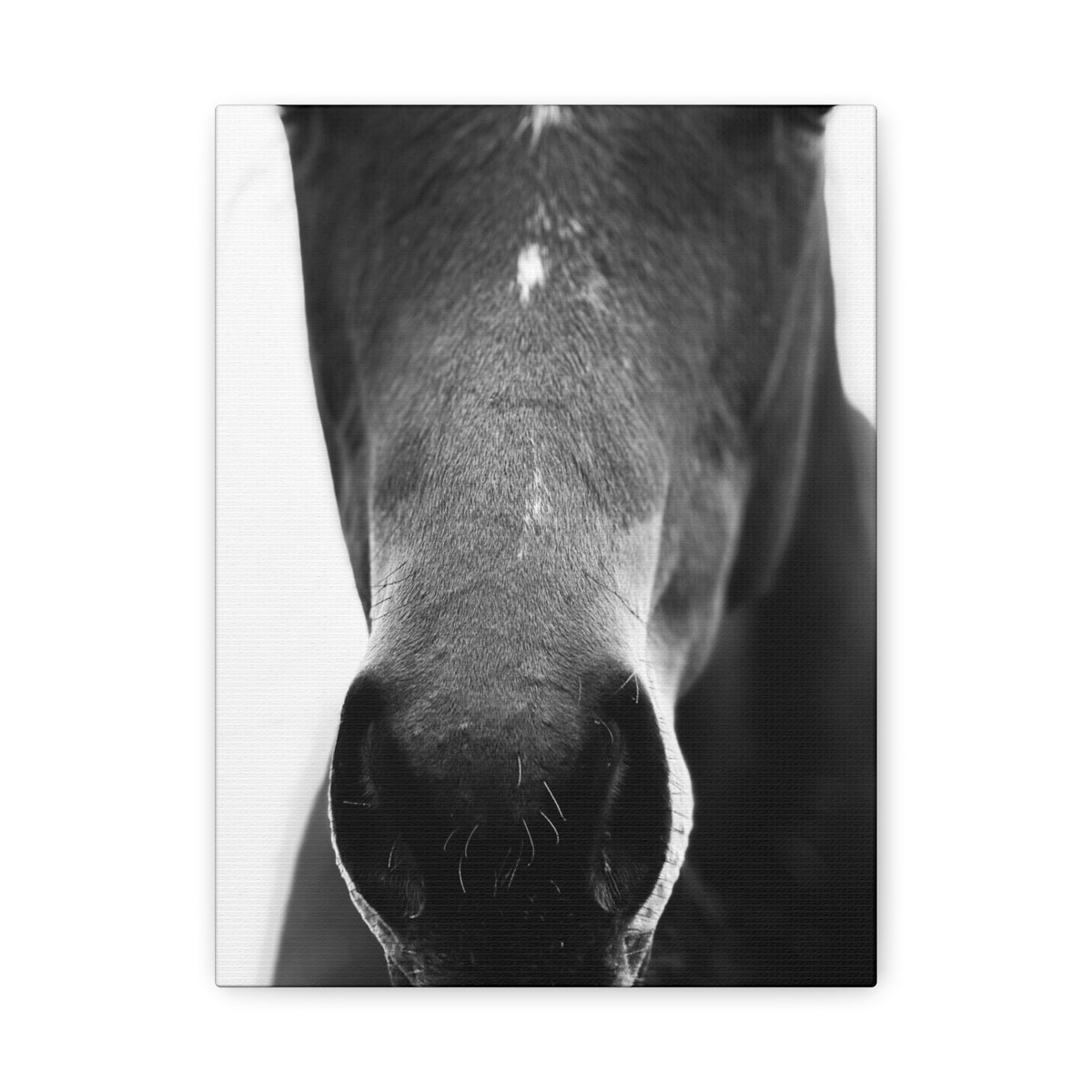 Black & White Horse Nose Matte Canvas Print — Stretched Wall Art for Equestrian Lovers