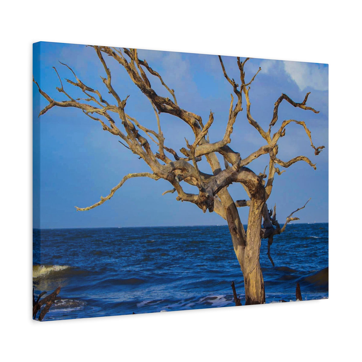 Driftwood Tree Beach Canvas Wall Art — Coastal Ocean Photography