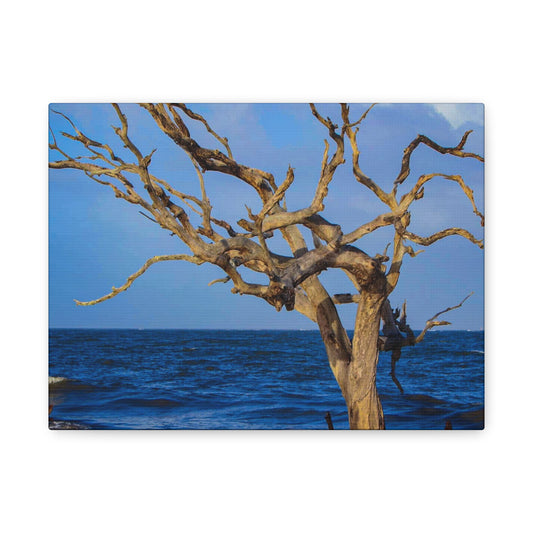 Driftwood Tree Beach Canvas Wall Art — Coastal Ocean Photography