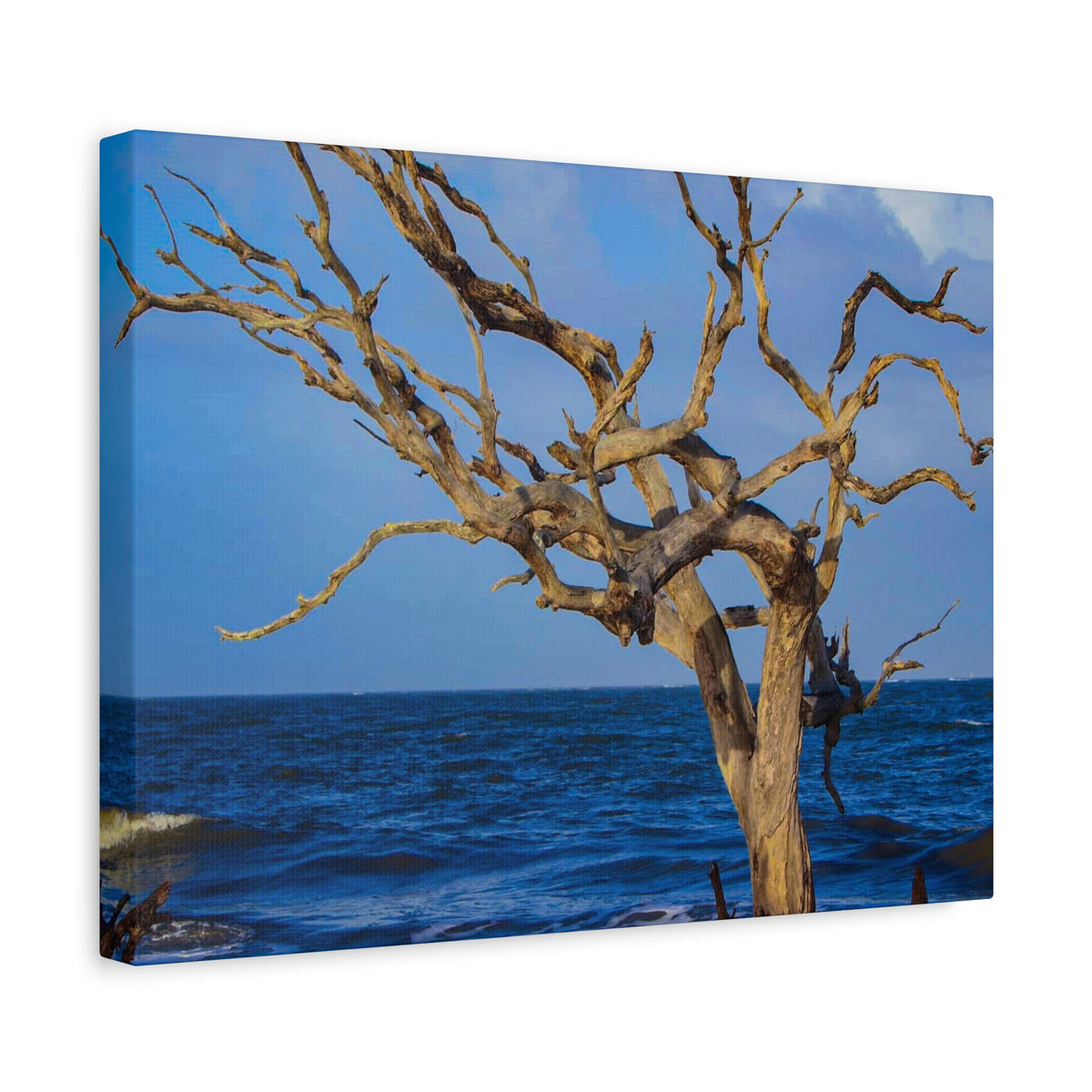 Driftwood Tree Beach Canvas Wall Art — Coastal Ocean Photography