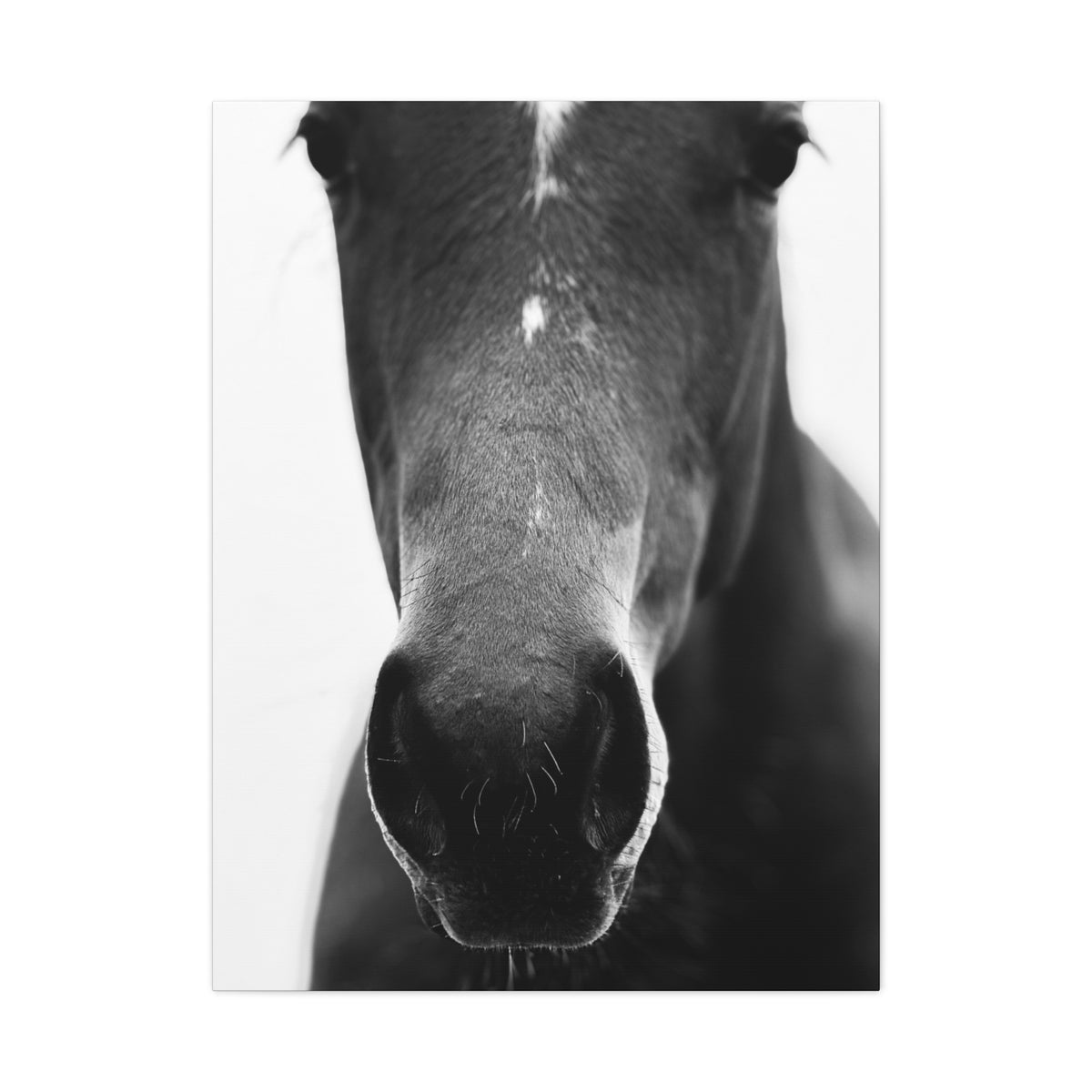 Black & White Horse Nose Matte Canvas Print — Stretched Wall Art for Equestrian Lovers